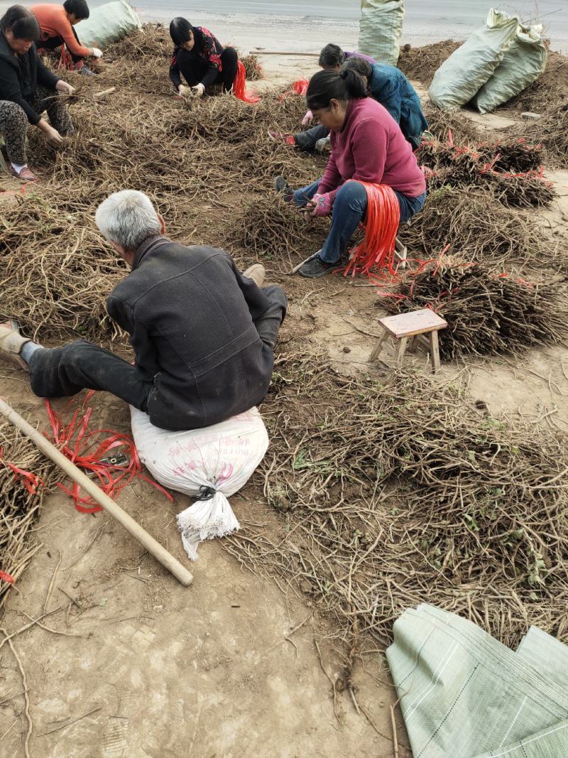 油用牡丹苗4年5年苗1公分2公分各种规格都有