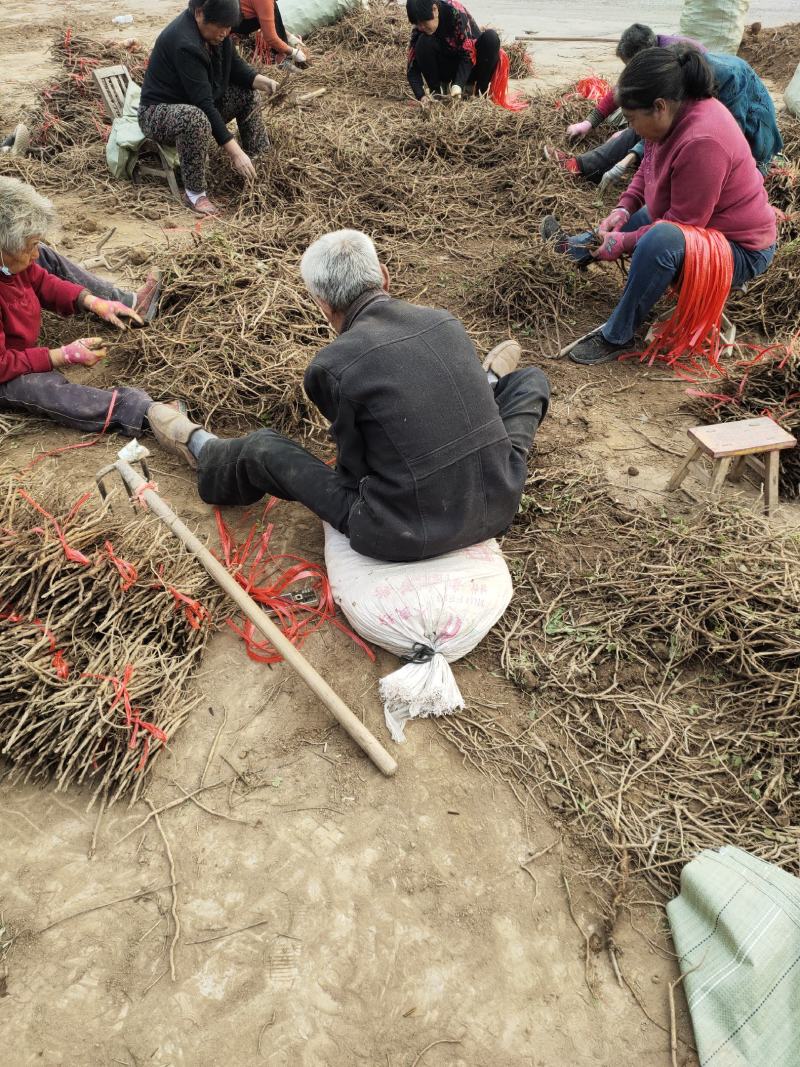 油用牡丹苗4年5年苗1公分2公分各种规格都有