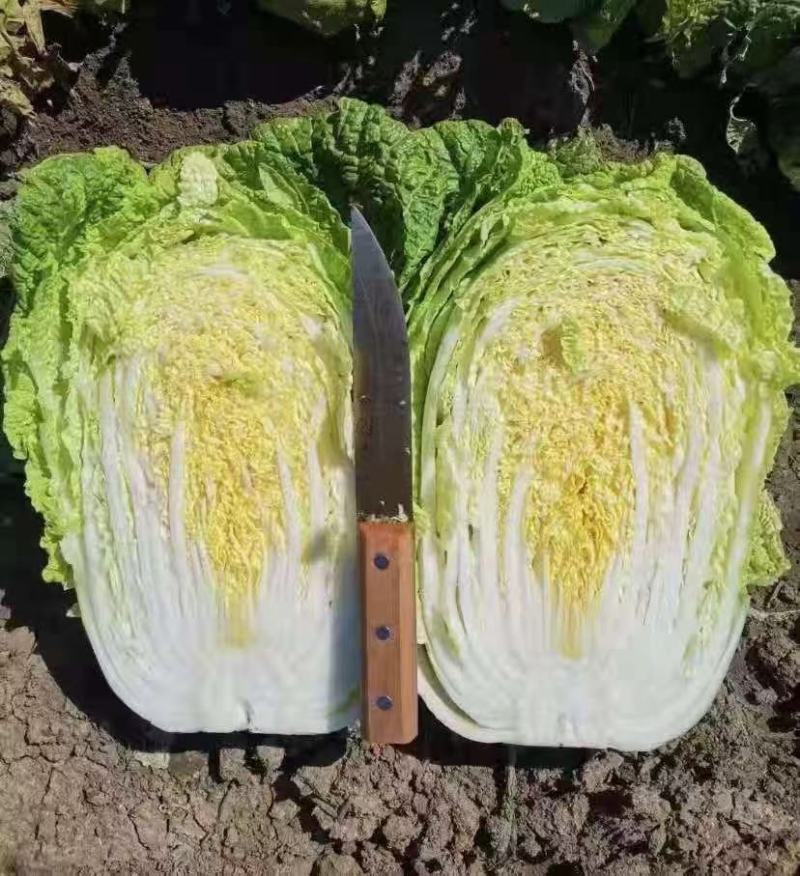 黄心大白菜，大量现货！产地直销，保质保量，欢迎咨询选购