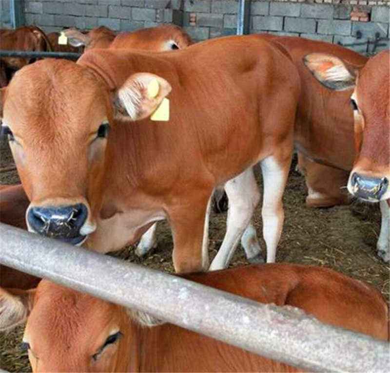 鲁西黄牛犊养殖补贴1000元免费送货货到付款