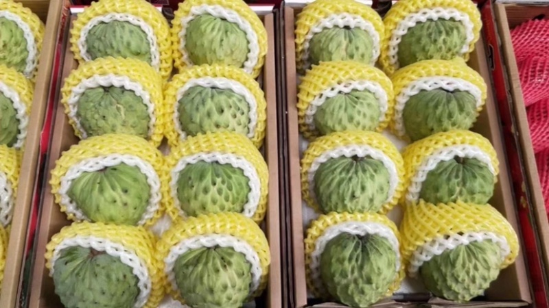 释迦应季品种随时可聊