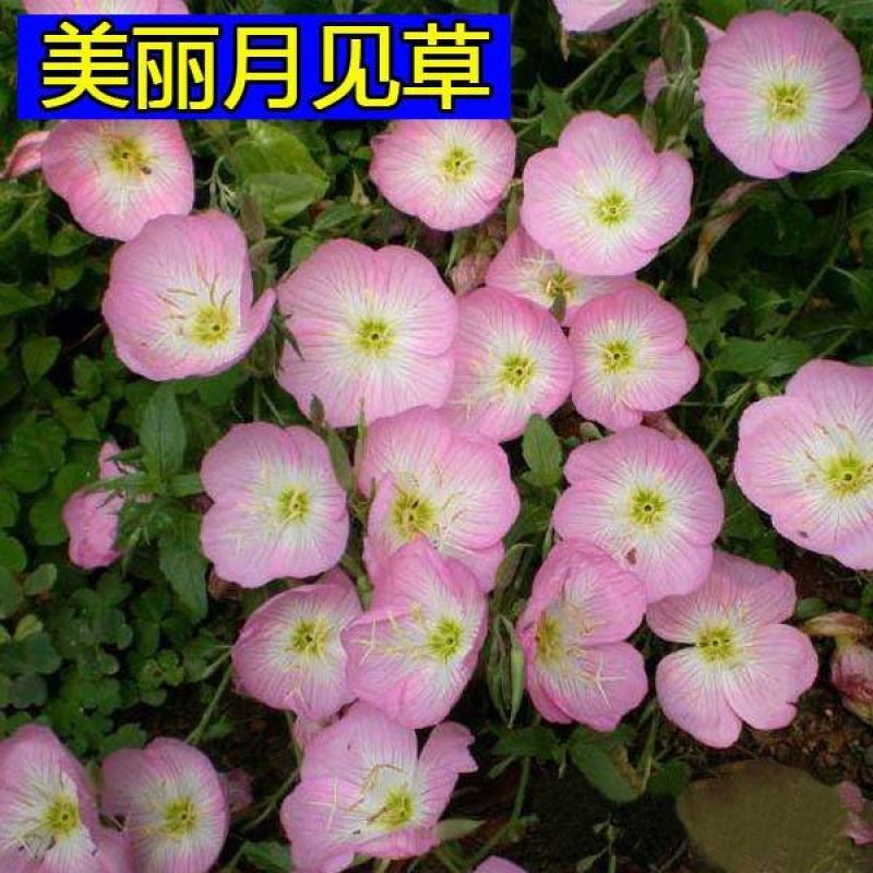 美丽月见草种子多年生四季开花易活室外庭院花卉花种种子籽