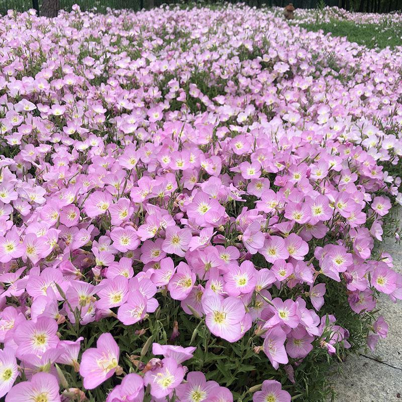 美丽月见草花种子多年生耐寒花种籽子四季种开花不断阳台盆栽