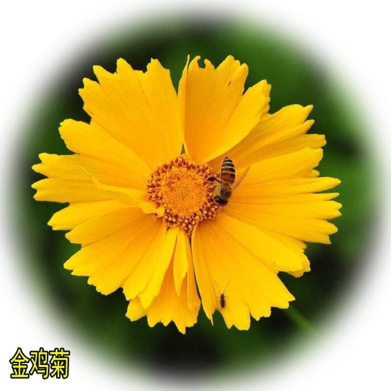 金鸡菊种子大花多年生四季种易活金钱菊花籽花卉花海花种花籽