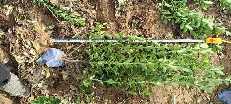 卫矛卫矛小苗卫矛绿篱卫矛绿篱墙胶东卫矛
