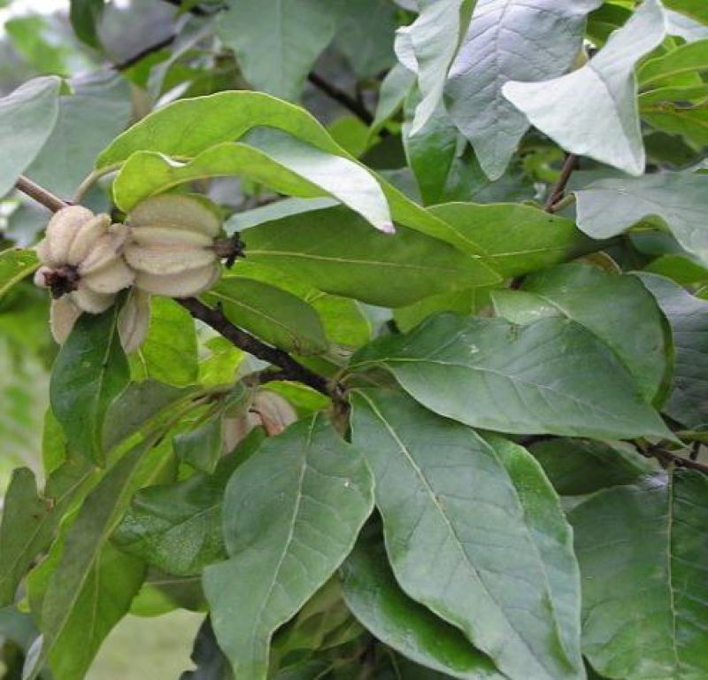 林牧种子翅果油树种子量大优惠提供种植技术