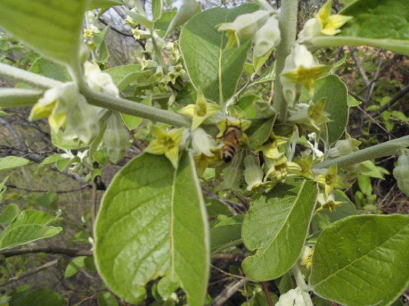 林牧种子翅果油树种子量大优惠提供种植技术