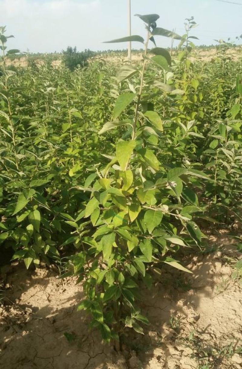 林牧种子翅果油树种子量大优惠提供种植技术