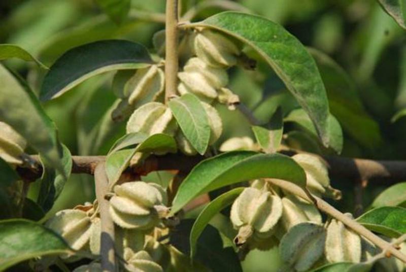 林牧种子翅果油树种子量大优惠提供种植技术