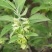 林牧种子翅果油树种子量大优惠提供种植技术