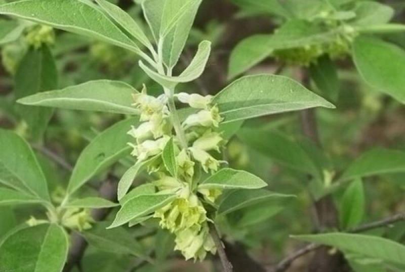 林牧种子翅果油树种子量大优惠提供种植技术