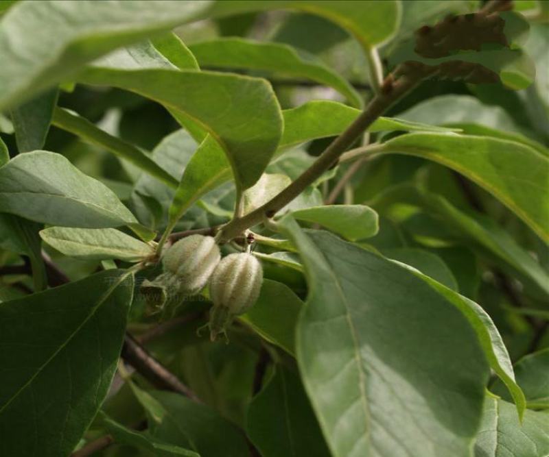 林牧种子翅果油树种子量大优惠提供种植技术