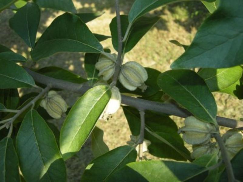 林牧种子翅果油树种子量大优惠提供种植技术