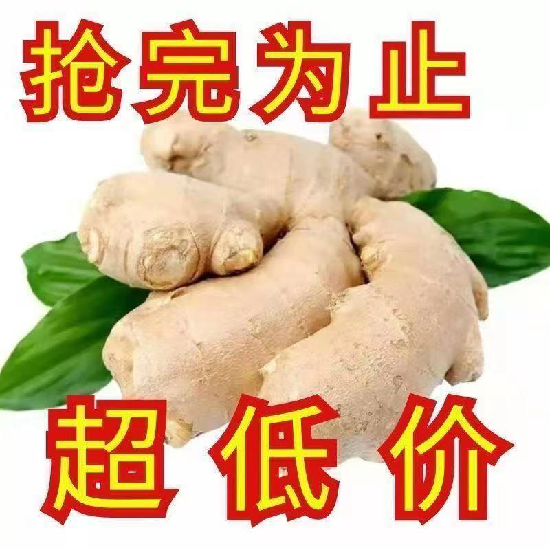 【包送】山东生姜产地大黄姜超低价批发万亩生姜全国发货