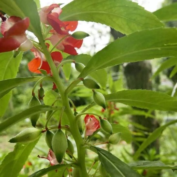 凤仙花种子阳台盆栽花卉四季播七彩凤仙花籽指甲花种子