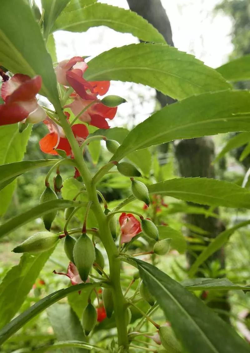 凤仙花种子阳台盆栽花卉四季播七彩凤仙花籽指甲花种子