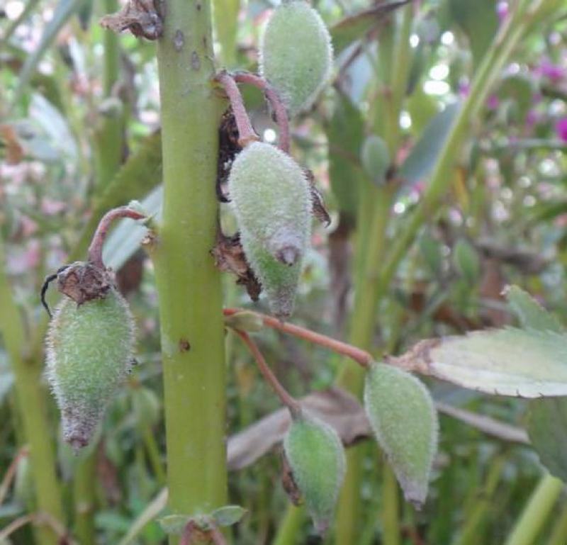 凤仙花种子阳台盆栽花卉四季播七彩凤仙花籽指甲花种子