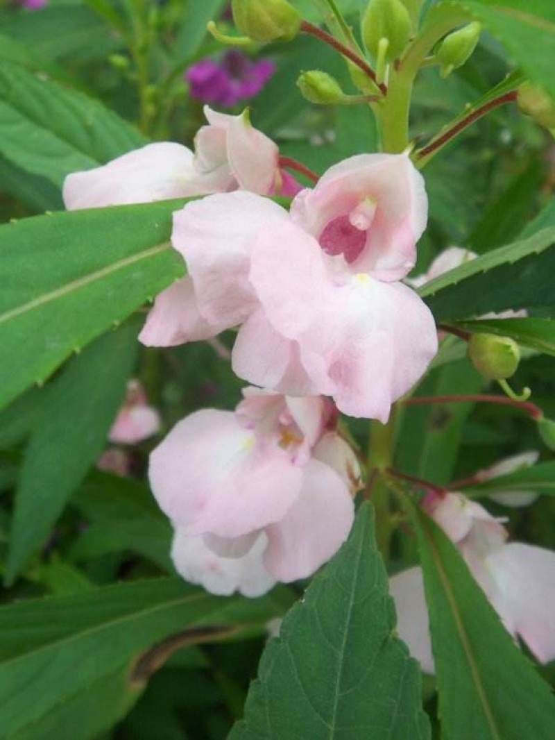 凤仙花种子阳台盆栽花卉四季播七彩凤仙花籽指甲花种子