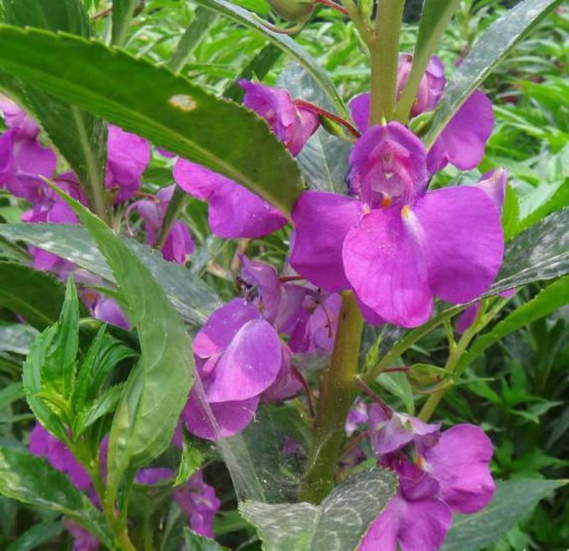 凤仙花种子阳台盆栽花卉四季播七彩凤仙花籽指甲花种子