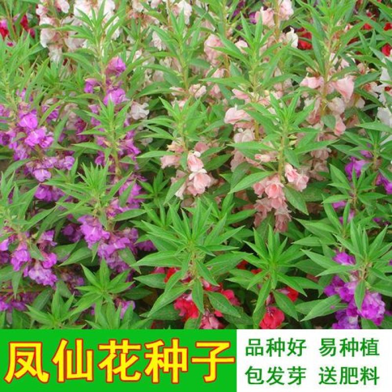 凤仙花种子阳台盆栽花卉四季播七彩凤仙花籽指甲花种子