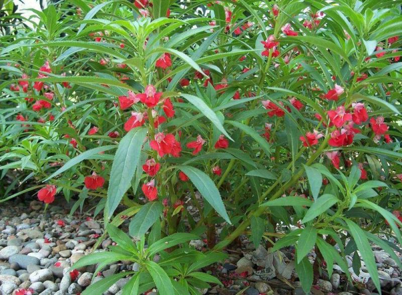 凤仙花种子阳台盆栽花卉四季播七彩凤仙花籽指甲花种子