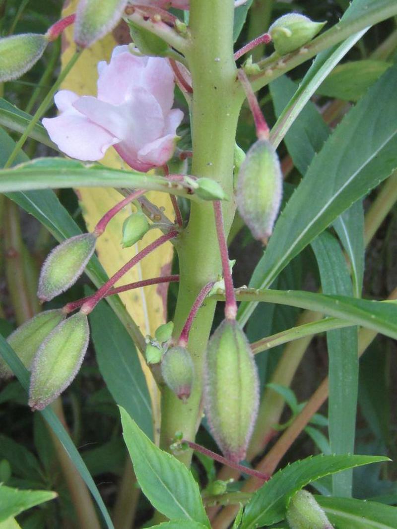 凤仙花种子阳台盆栽花卉四季播七彩凤仙花籽指甲花种子