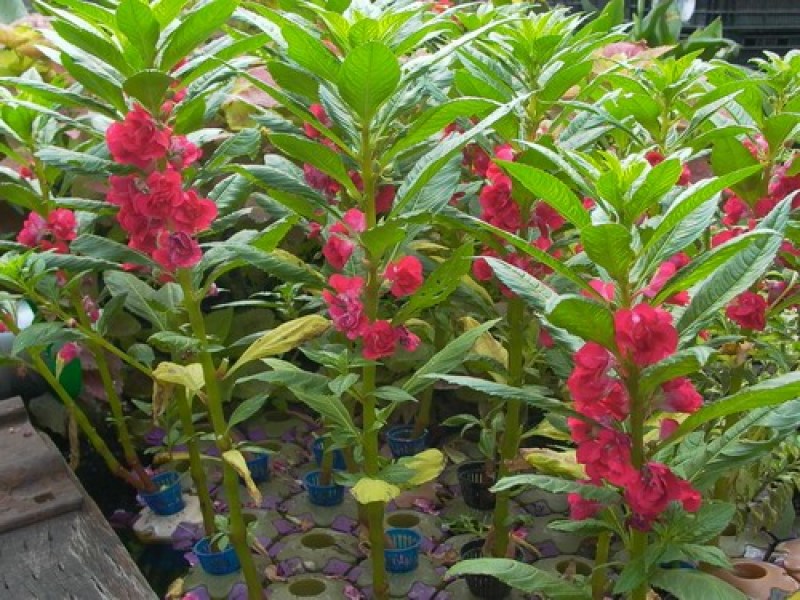 凤仙花种子阳台盆栽花卉四季播七彩凤仙花籽指甲花种子