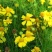 凤仙花种子阳台盆栽花卉四季播七彩凤仙花籽指甲花种子