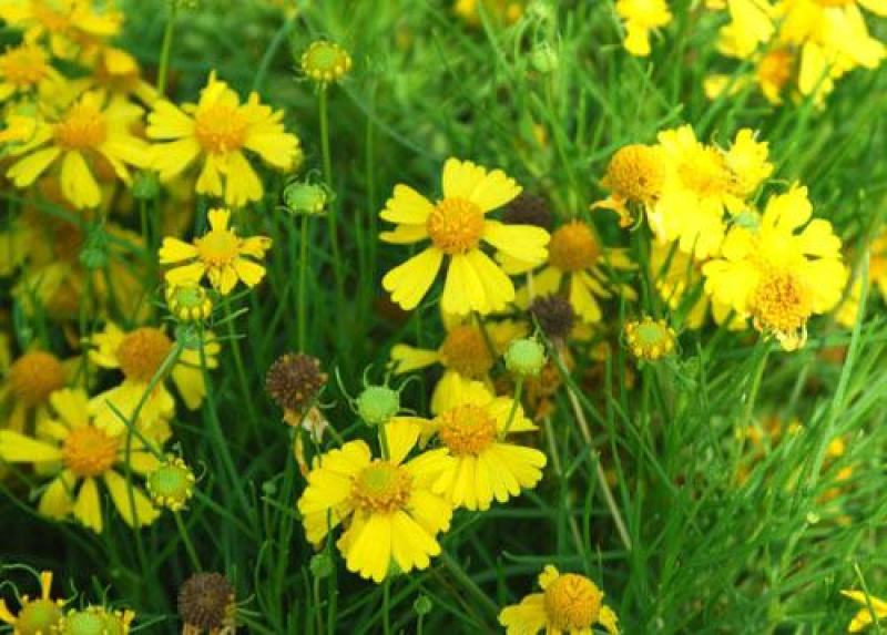 凤仙花种子阳台盆栽花卉四季播七彩凤仙花籽指甲花种子