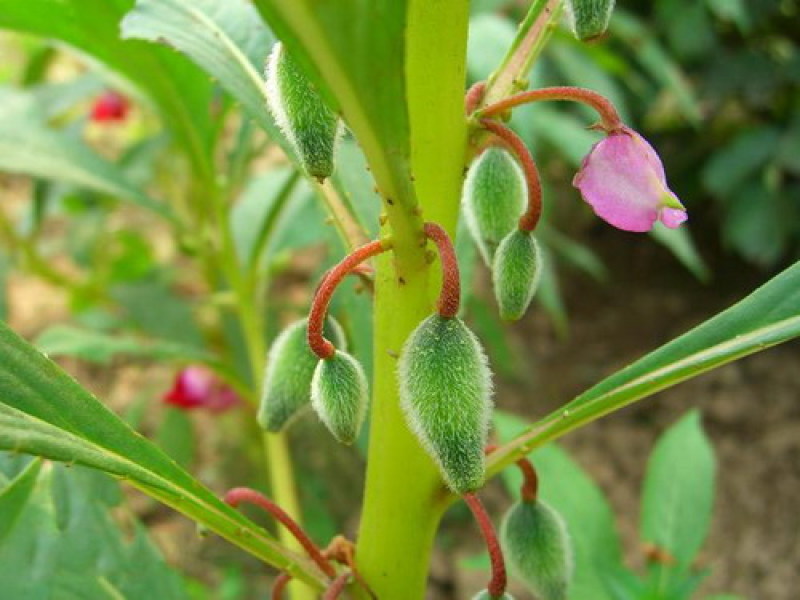 凤仙花种子阳台盆栽花卉四季播七彩凤仙花籽指甲花种子