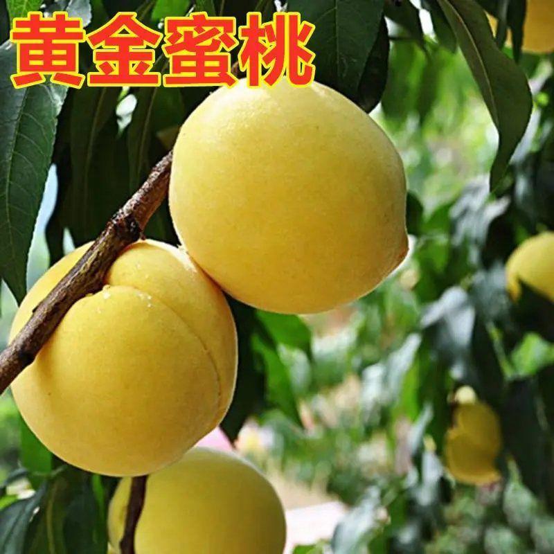 【超实惠】桃树新品种特大黄金蜜桃锦绣黄桃假一赔万包成活