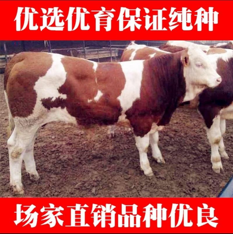 牛犊利木赞牛犊夏洛莱牛犊安格斯牛犊架子牛犊包活包技术