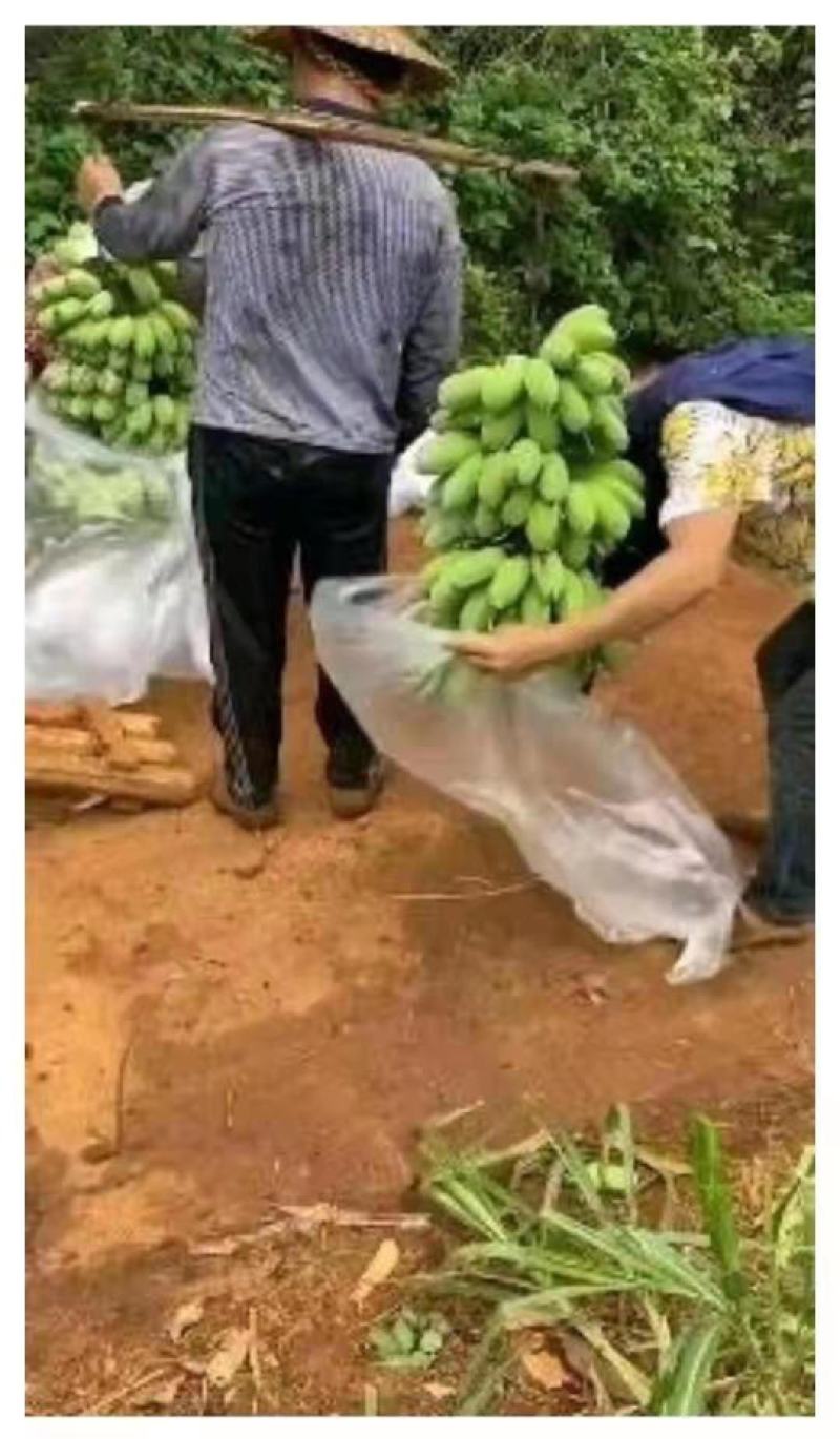 苹果粉香蕉苗，巴西香蕉苗，金粉一号香蕉苗等