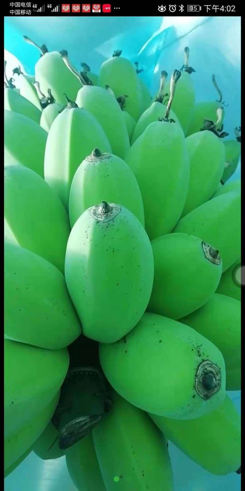 苹果粉香蕉苗，巴西香蕉苗，金粉一号香蕉苗等