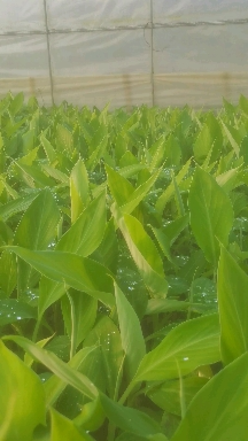 苹果粉香蕉苗，巴西香蕉苗，金粉一号香蕉苗等