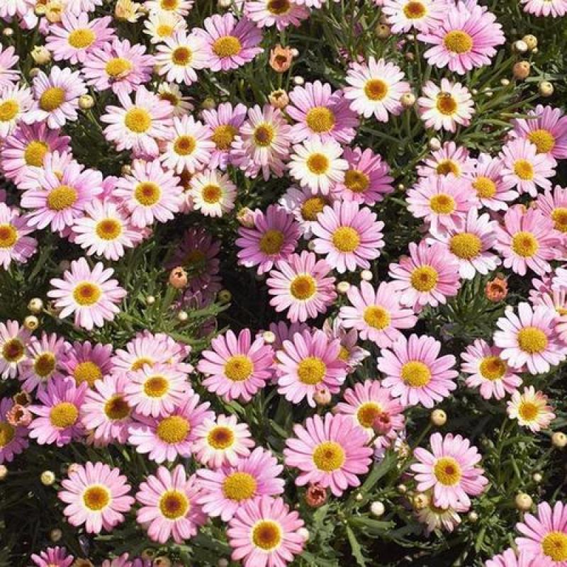 荷兰菊花种子庭院花海矮型非姬小菊多年生耐寒花种籽柳叶菊