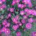荷兰菊花种子庭院花海矮型非姬小菊多年生耐寒花种籽柳叶菊