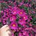 荷兰菊花种子庭院花海矮型非姬小菊多年生耐寒花种籽柳叶菊