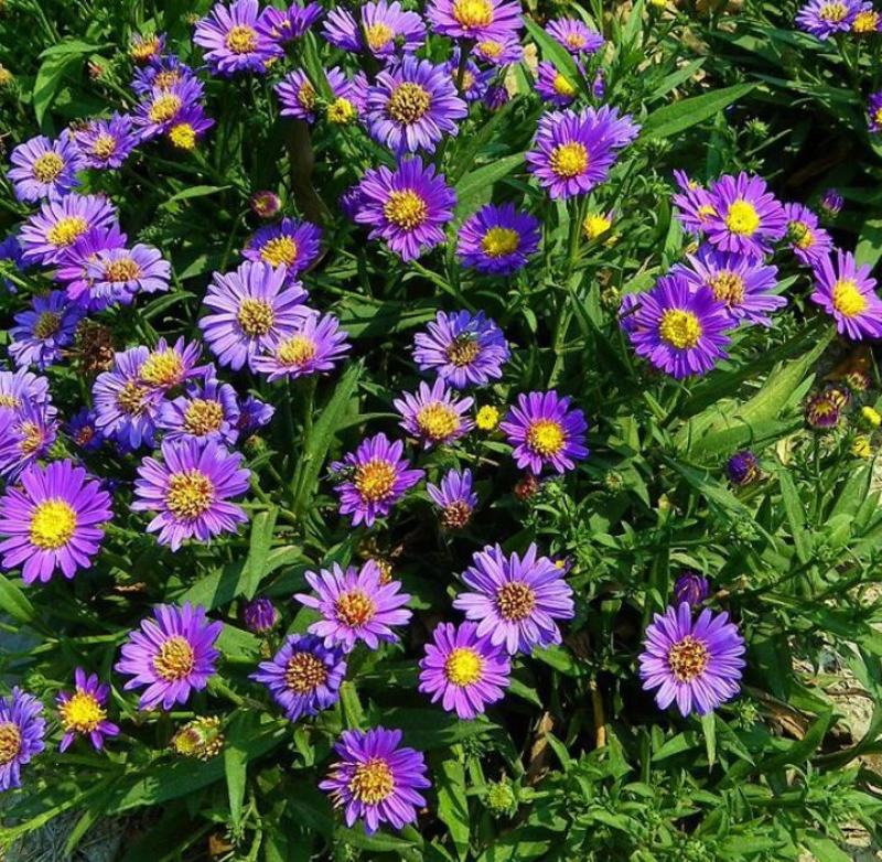 荷兰菊花种子庭院花海矮型非姬小菊多年生耐寒花种籽柳叶菊
