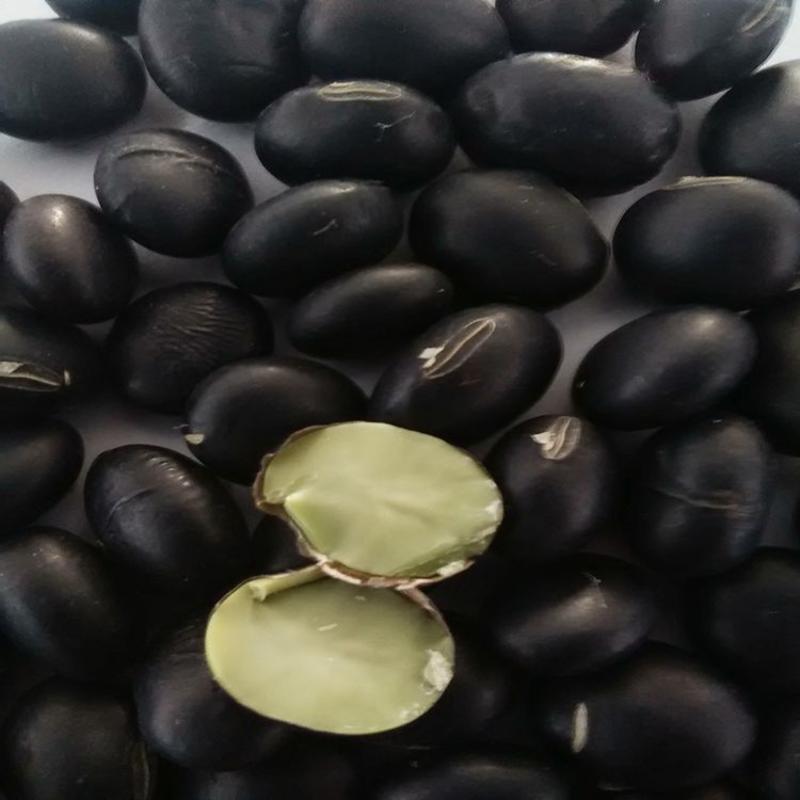 黑豆种子优质高产农家大田绿芯大黑豆种籽豆类非转基因豆