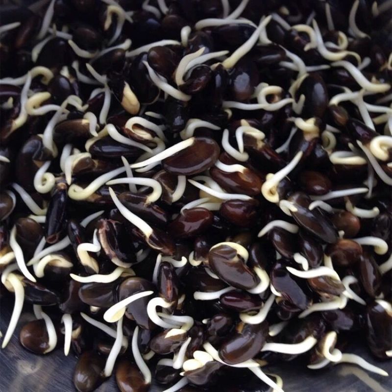 黑豆种子优质高产农家大田绿芯大黑豆种籽豆类非转基因豆