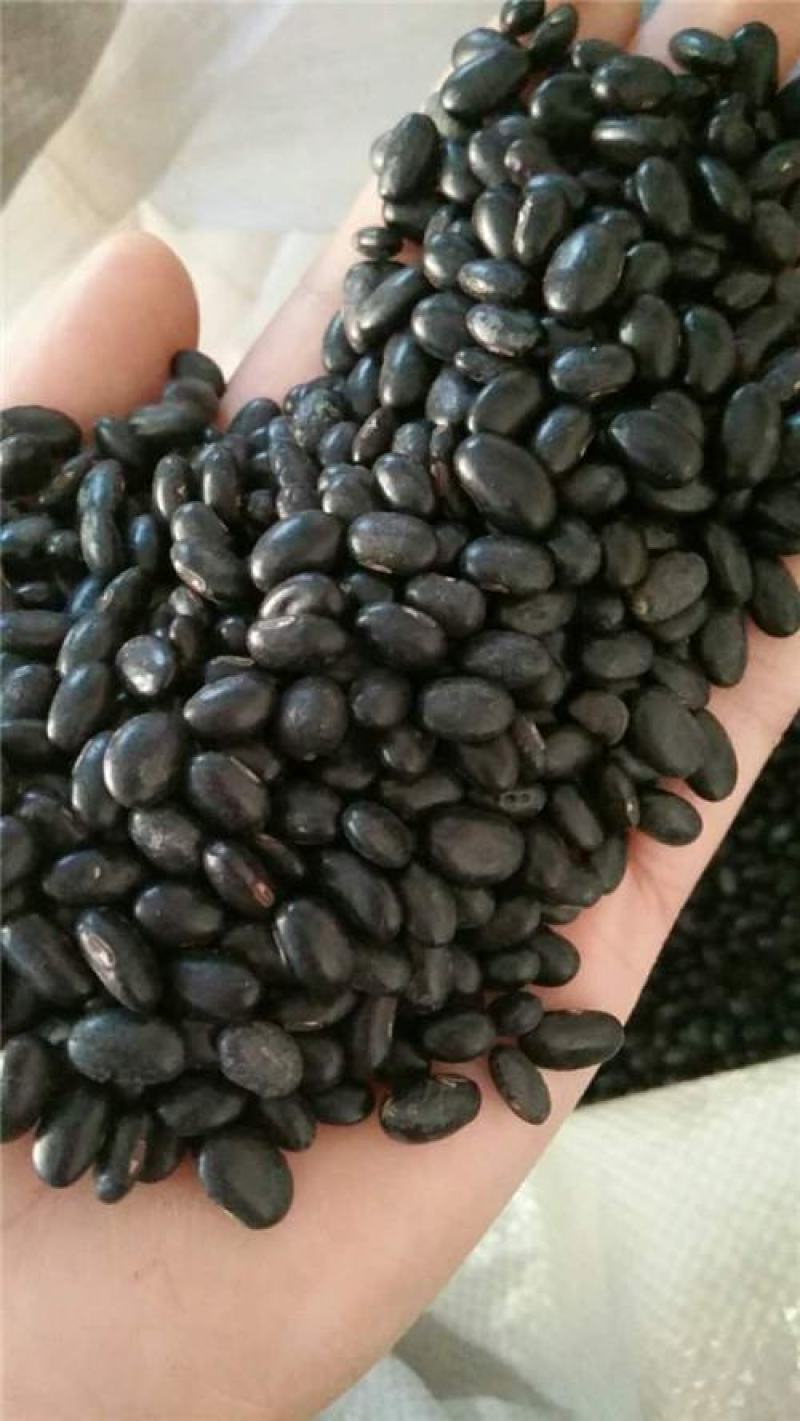 黑豆种子优质高产农家大田绿芯大黑豆种籽豆类非转基因豆