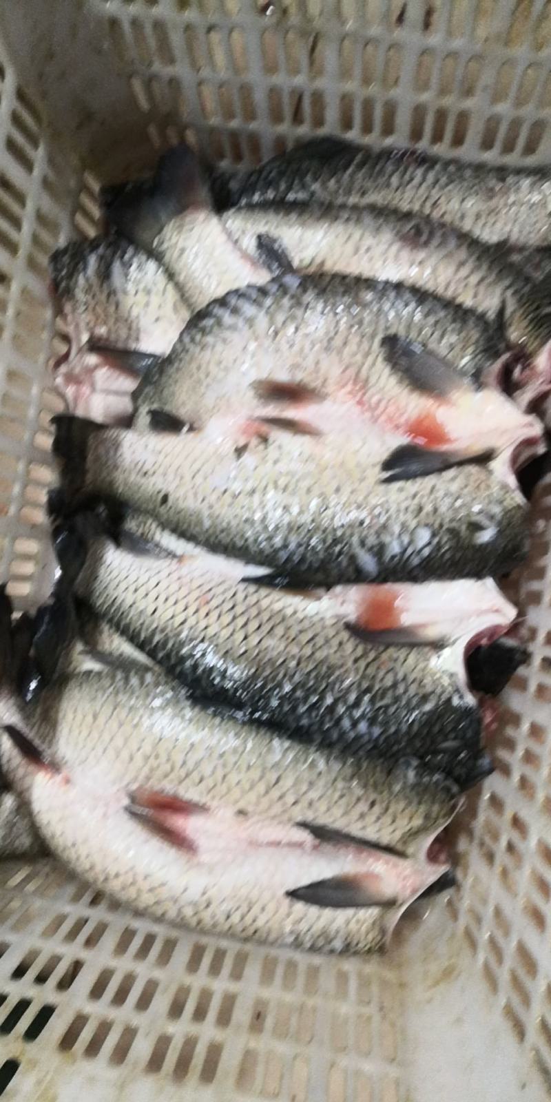 四大家族