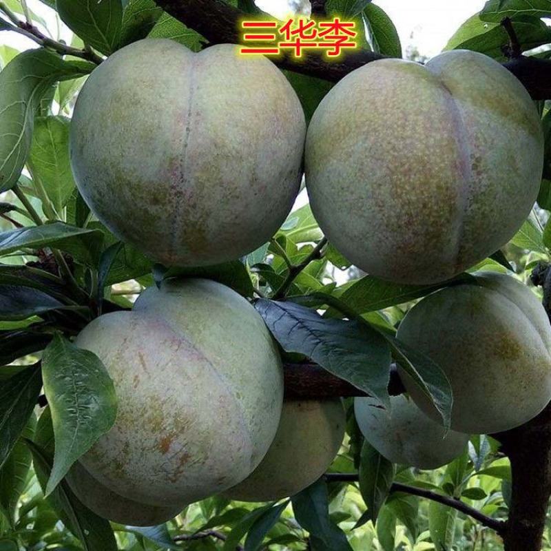 出售果树苗,李子树苗、早李子苗、特快李、三月李、嫁接李
