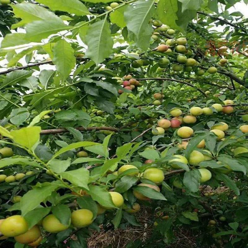 出售果树苗,李子树苗、早李子苗、特快李、三月李、嫁接李