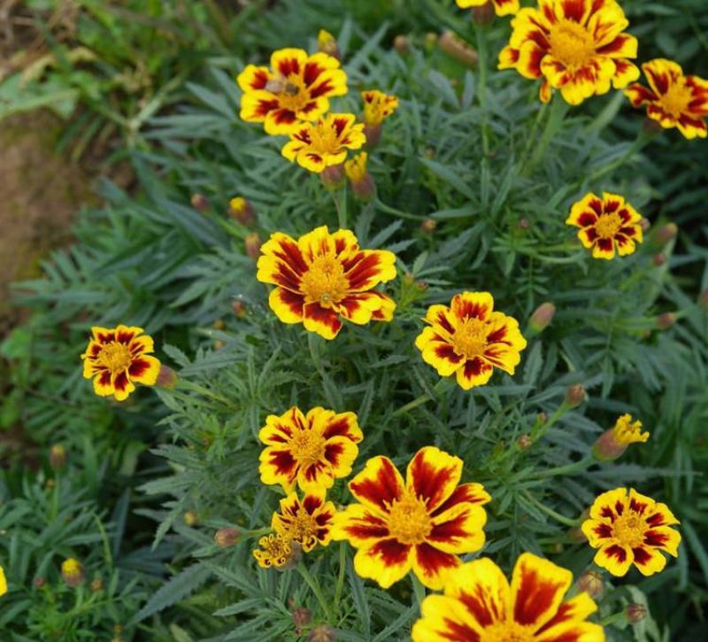 孔雀草种子观赏庭院阳台盆栽花卉景观绿化小万寿菊花种子
