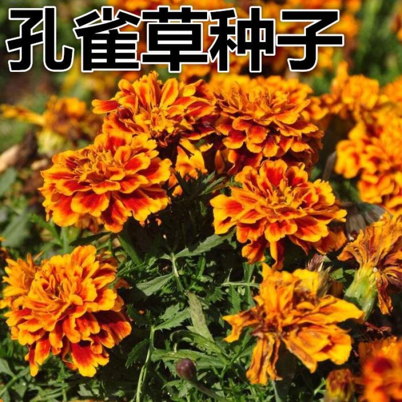 孔雀草种子观赏庭院阳台盆栽花卉景观绿化小万寿菊花种子