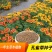 孔雀草种子观赏庭院阳台盆栽花卉景观绿化小万寿菊花种子