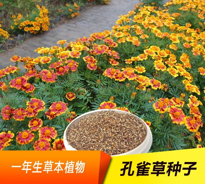 孔雀草种子观赏庭院阳台盆栽花卉景观绿化小万寿菊花种子