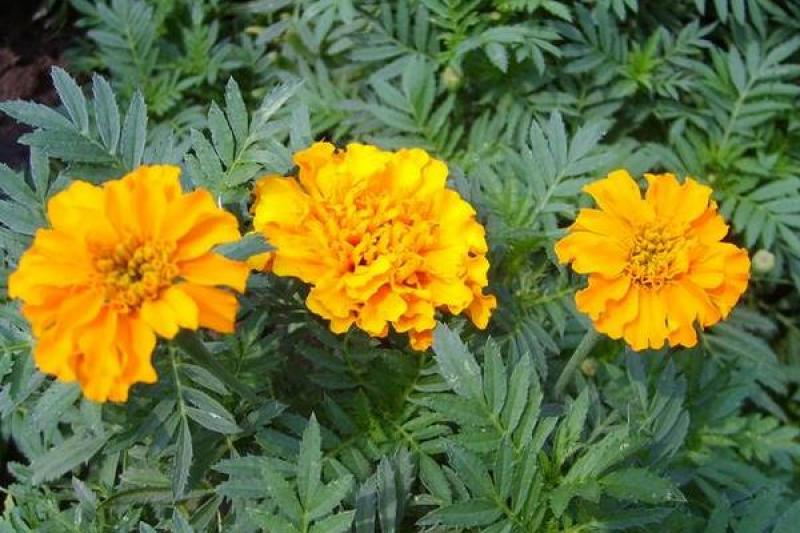 孔雀草种子观赏庭院阳台盆栽花卉景观绿化小万寿菊花种子